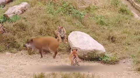 The Wild Boar's Tragic End When Attacked by A Tiger OMG! Wild Boars Can't Escape
