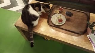 Cat Tries to Steal Food in Cafe