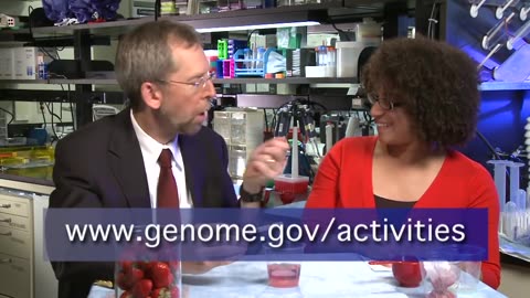 How to extract DNA from strawberries