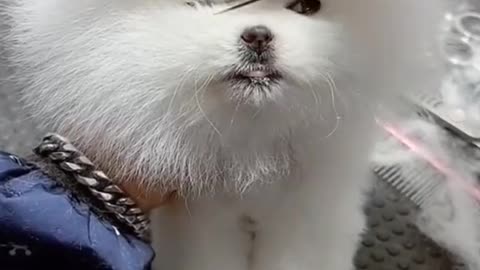 Cute dog hair cutting video