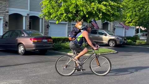 Corgi Goes for Bike Ride