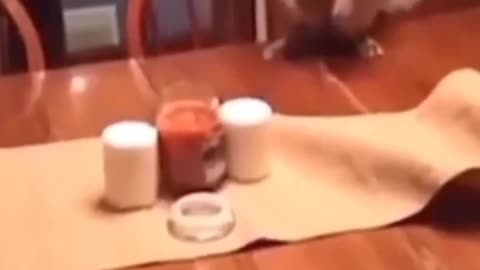 The way she puts out the candle but got scared of smoke #catfunnyvideo