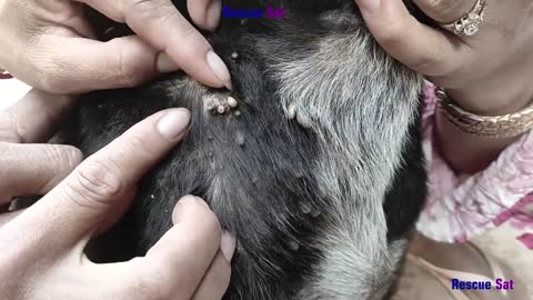 Removal Any Big Ticks On The Poor Dog##04