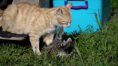 Adorable kitten and mother cat in slow motion. It is cleaning her kitten