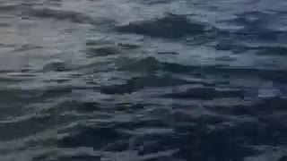 Humpback Whale Breaching in Dunsborough WA