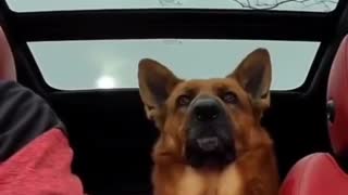 Dog proves he's a good listener with his "head tilts"