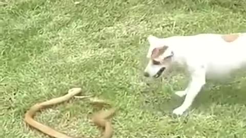 Dogs fight cobra in epic battle