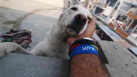 DOGS ARE THE LOVE! The Real Love & Emotions In Those Eyes Will Gonna Melt Your Heart ! Watch this..