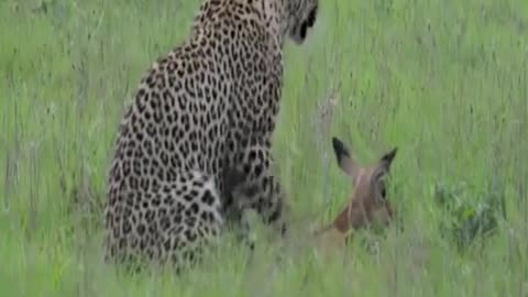 Incredible impala's mom rescues her baby!