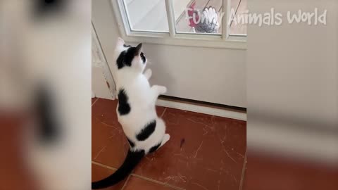FUNNY ANIMAL VIDEOS: TRY NOT TO LAUGH :)