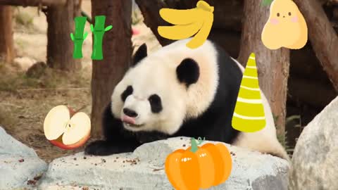 Giant pandas speak and wish