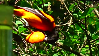 Oriole