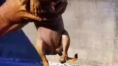 cute dog - chihuahua swimming in the pool