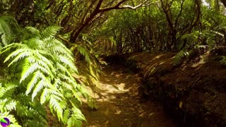 Relaxing Jungle Sounds with Birds: Music for Meditation & Stress Relief