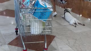 Bull Terrier Gets Pulled Along During Shopping Trip