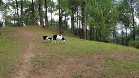 beautiful hill near kathmandu