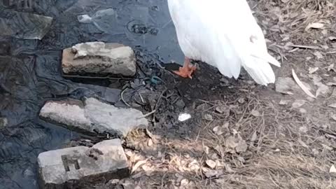 Cute White Goose 🦆 Video By Kingdom of Awais