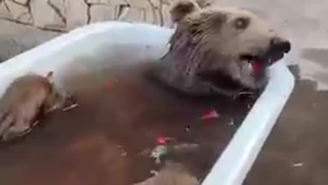 Funny cute dog in a bathing tub