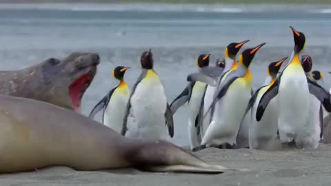 It seems that the penguins