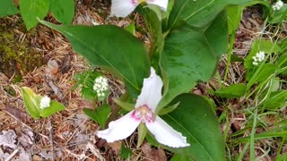 Painted Trilliums