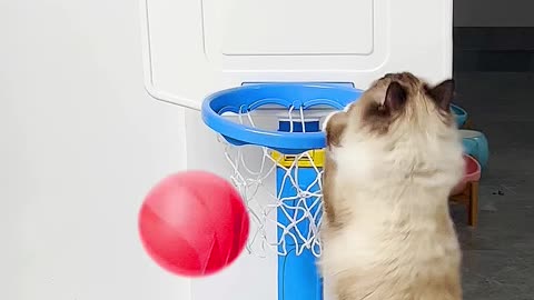 Cats Play Basketball