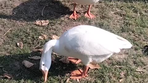 Pet Goose 🦆 Video By Kingdom of Awais