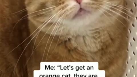 Funny Cat 😂🤣