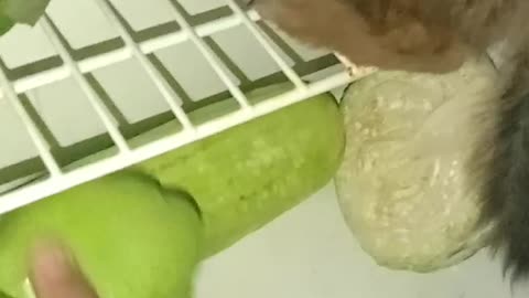 Puppy Climbs into Fridge to Keep Cool