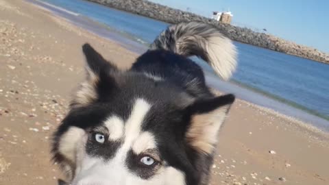 Husky dog ​​is looking for something