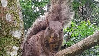 Brazilian squirrel