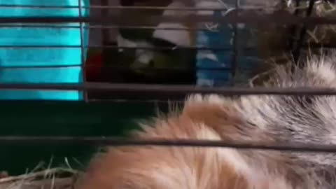 A Guinea pig enjoys a carrot. Hrum-Hrum =)
