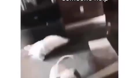 dog beating owner with a stick for a treat