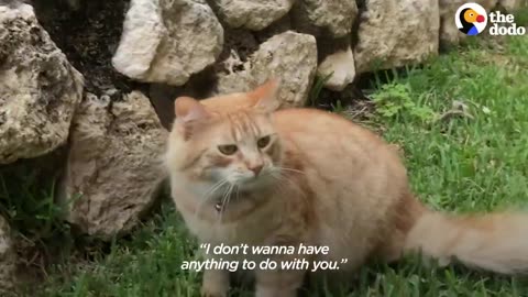 Cat Falls In Love With The Girl Next Door | The Dodo