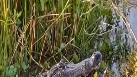 Crocodiles Hunt Turtles