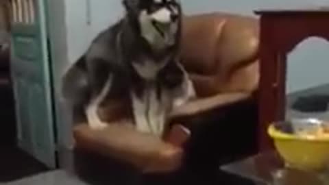husky play with Bully in house