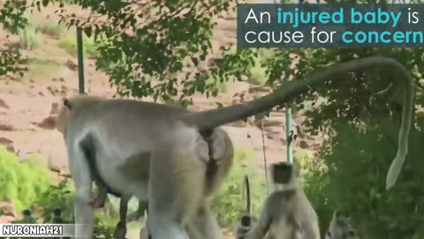 Monkey Troop Mourns the Death of Baby Together