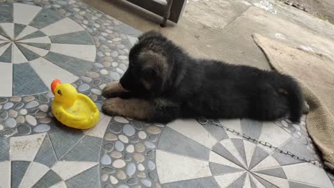 #german shepherd pappy playing with duck toy#
