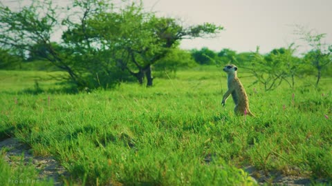 Amazing Wildlife of Botswana - Nature Documentary Film