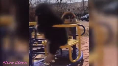 chiot mignon qui bouge bien, regarde cette vidéo et suivez-moi pour des vidéos plus drôles