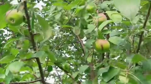Apple tree picking!