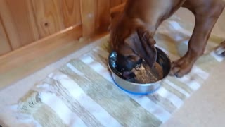 Puppy "Eats" Her Water From The Bottom Of The Bowl