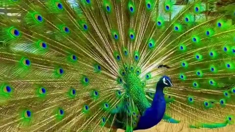 peacock