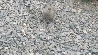 Quail female makes appearance