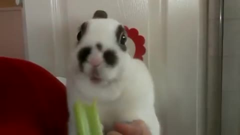 rabbit earing celery