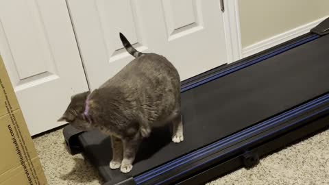 Surprising the Cat by Turning the Treadmill On