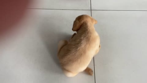 Labrador Puppy Training