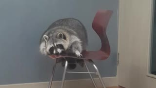 Raccoon humorously attempts to climb onto chair