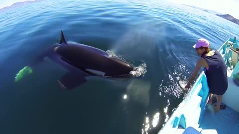 Unique Orca encounter in the Sea of Cortez...Bahia de los Angeles, Mexico