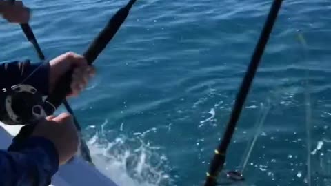 Catching my first Spanish Mack #russtyhookfishing #greatbarrierreef #spanishmackerel #fishing