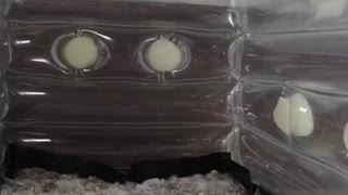 MUSHROOM GROWING TIMELAPSE